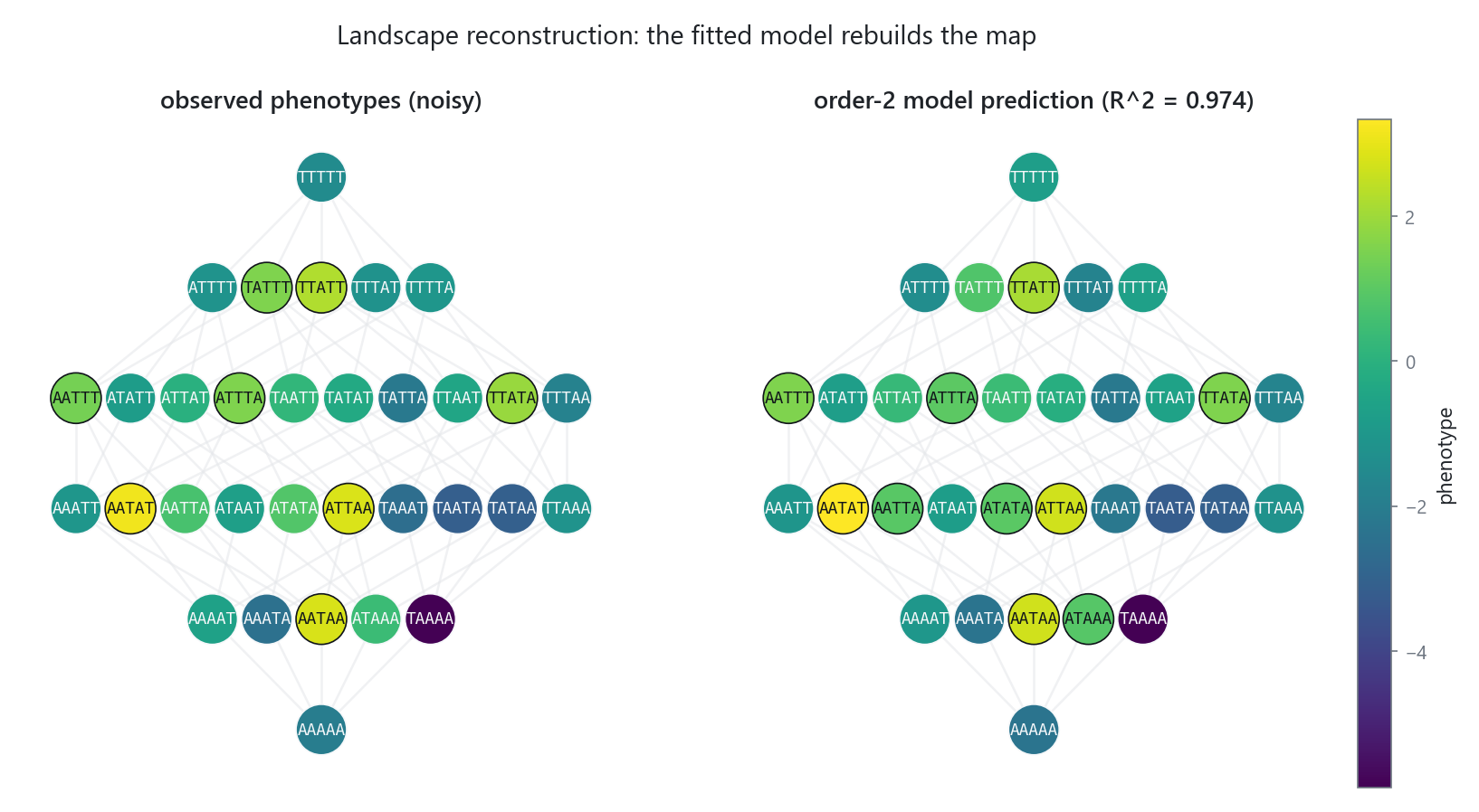 A noisy observed landscape on the left and the smooth phenotypes reconstructed by a fitted epistasis model on the right