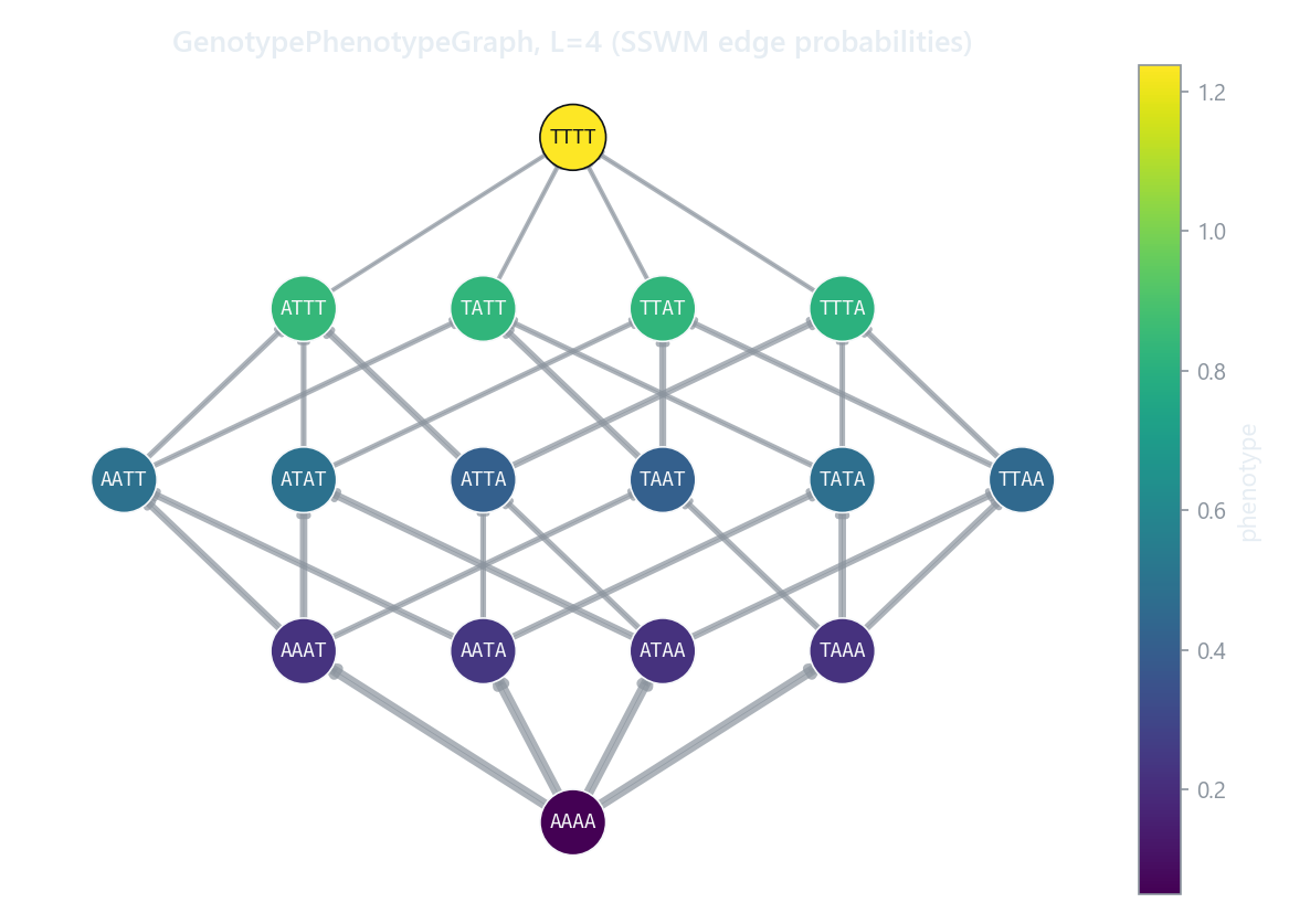 Genotype-phenotype graph laid out by Hamming distance, nodes colored by phenotype, edge widths set by SSWM fixation probability