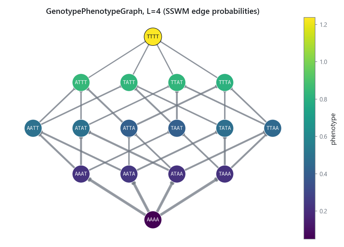 Genotype-phenotype graph laid out by Hamming distance, nodes colored by phenotype, edge widths set by SSWM fixation probability