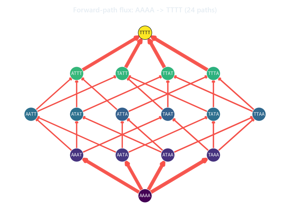 Forward paths from wildtype to the target genotype with edge widths set by per-edge flux