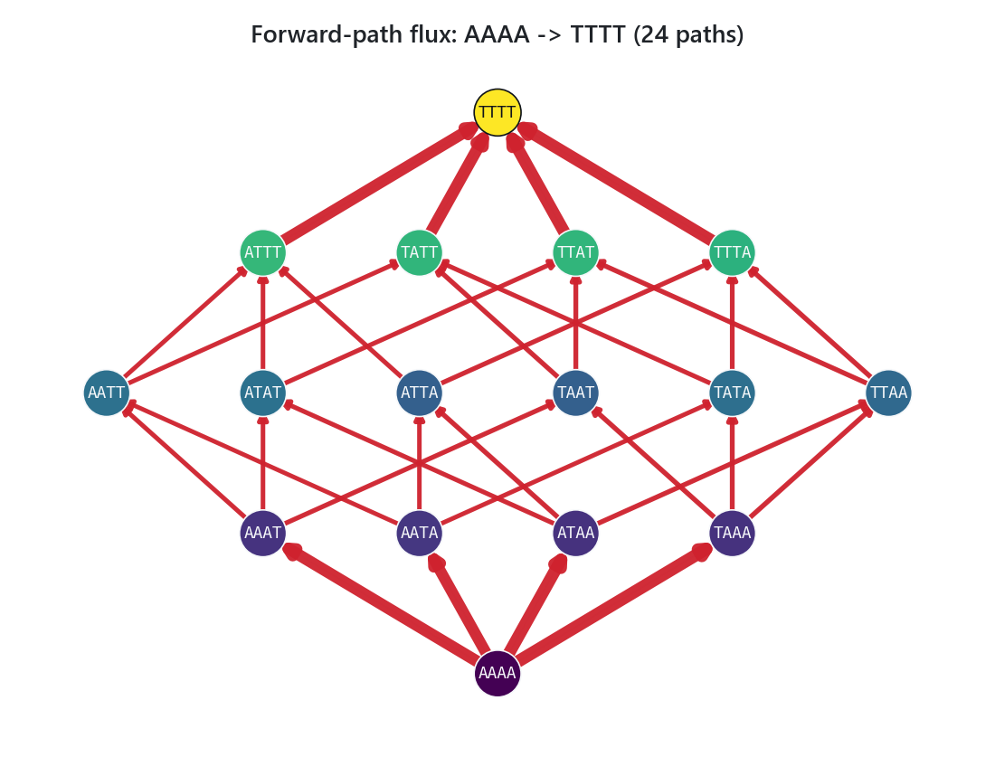 Forward paths from wildtype to the target genotype with edge widths set by per-edge flux