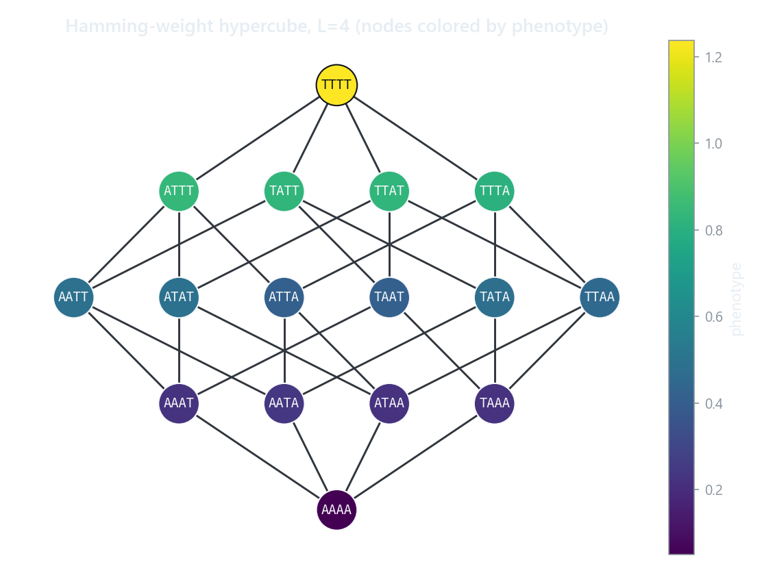 An L=4 biallelic genotype-phenotype map drawn as a hypercube laid out by Hamming distance, nodes colored by phenotype