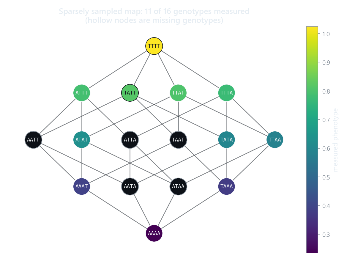 A genotype graph with observed nodes filled and missing genotypes drawn hollow