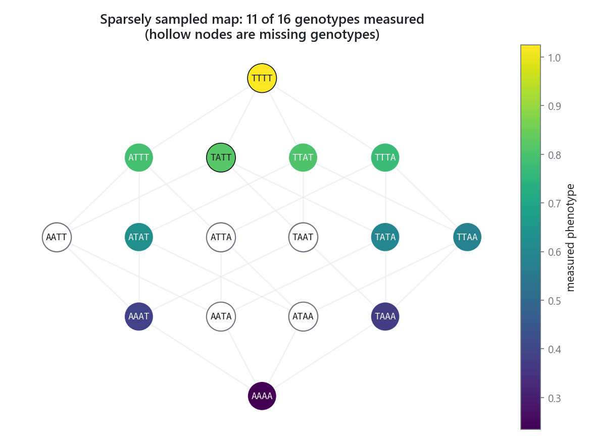 A genotype graph with observed nodes filled and missing genotypes drawn hollow