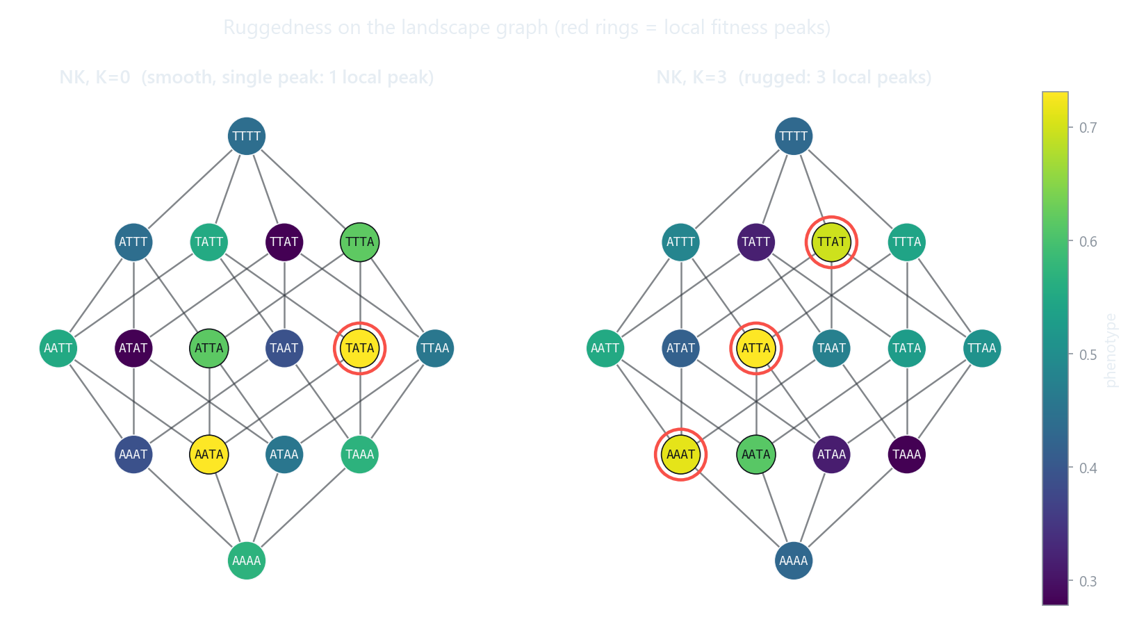 A smooth additive landscape next to a rugged one, both drawn as genotype graphs colored by phenotype