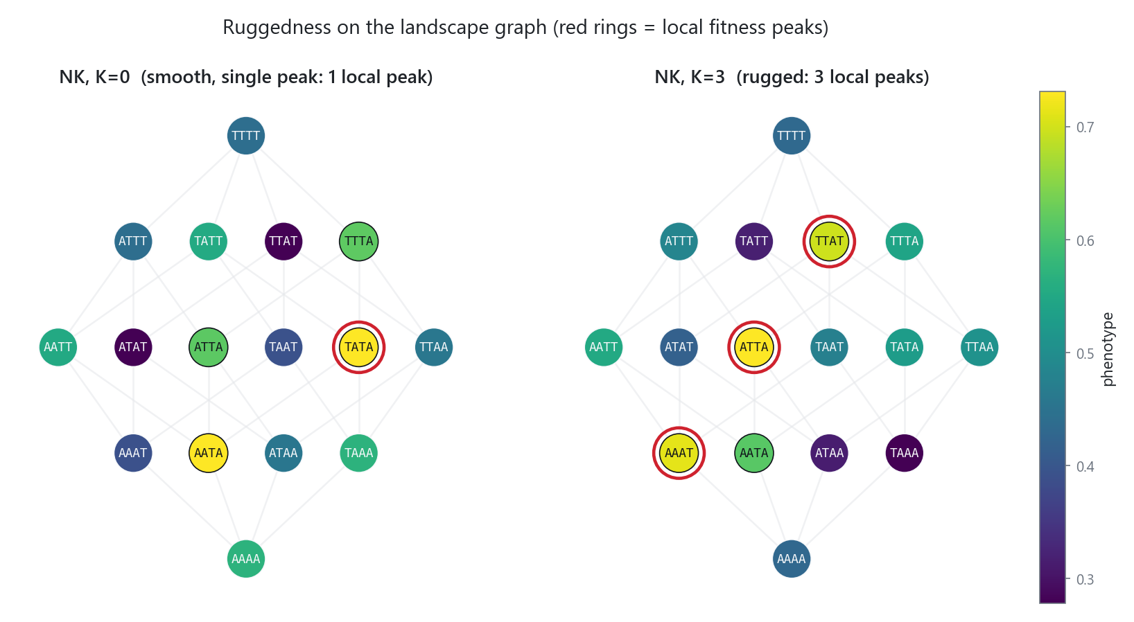 A smooth additive landscape next to a rugged one, both drawn as genotype graphs colored by phenotype