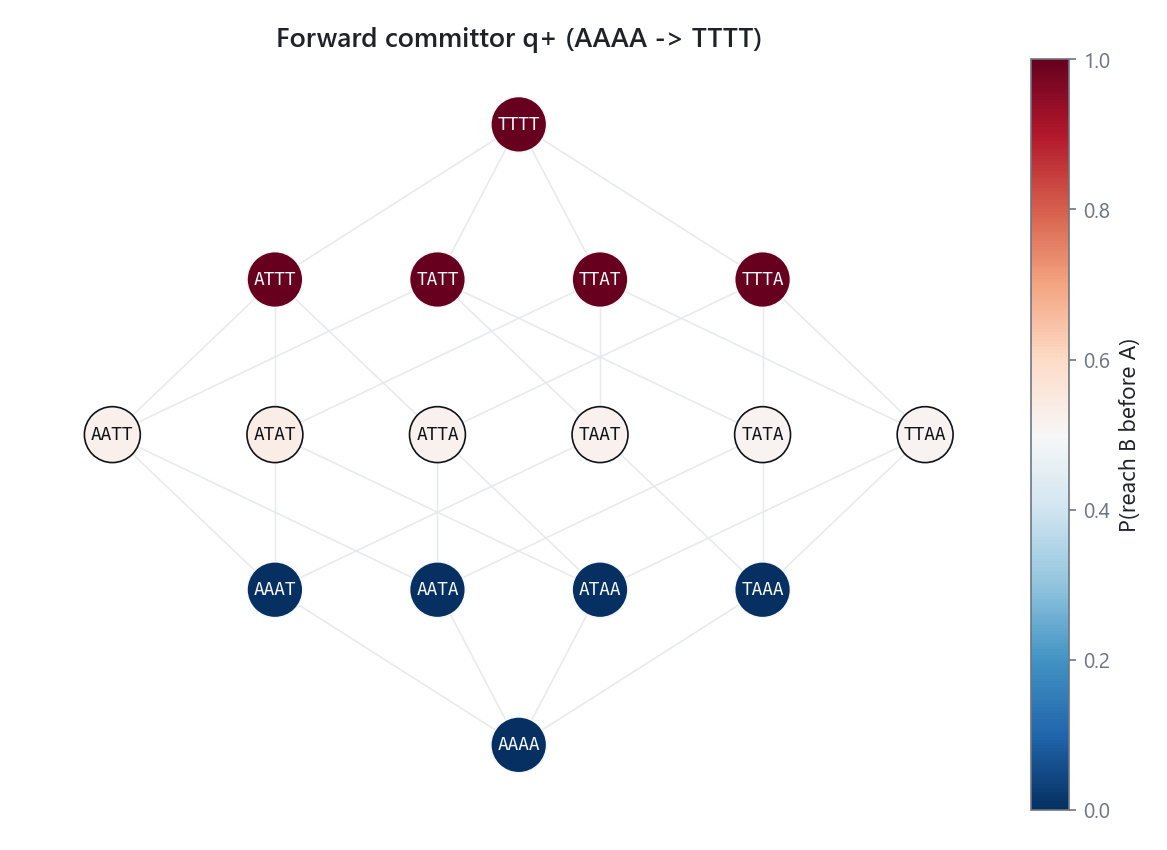 Forward committor drawn on the genotype graph as a gradient from source to target
