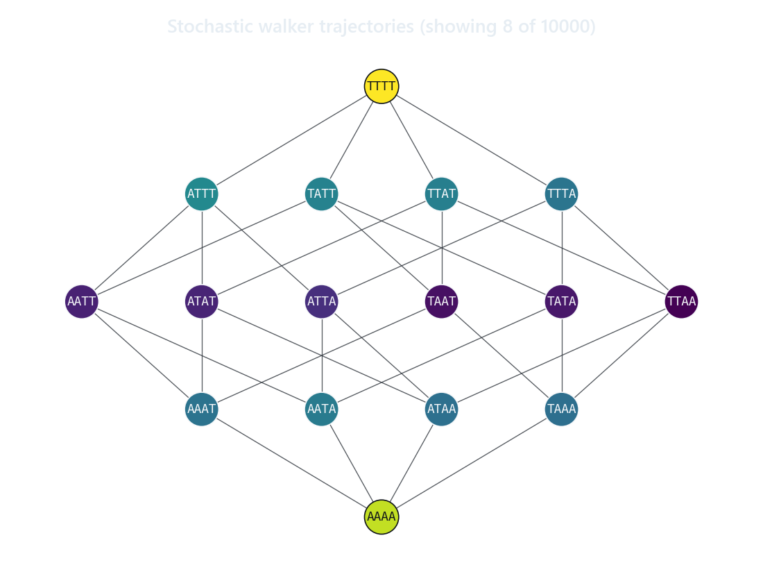 Stochastic walker trajectories traced across the genotype graph from wildtype