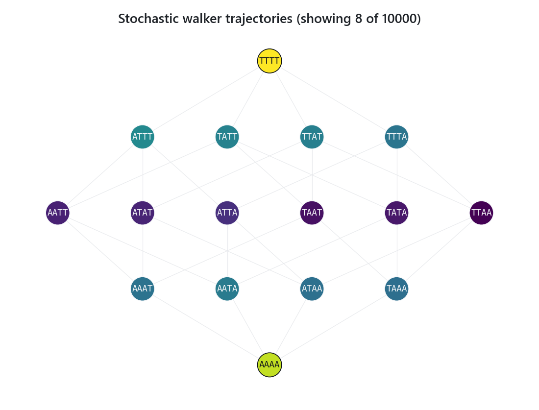 Stochastic walker trajectories traced across the genotype graph from wildtype